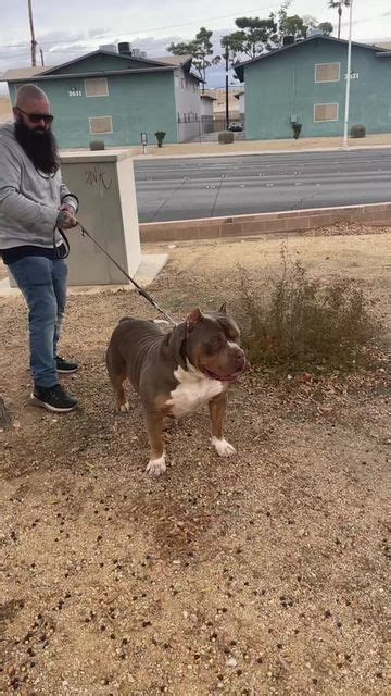 Watch this story by Bossy Kennels Inc on Instagram before it 